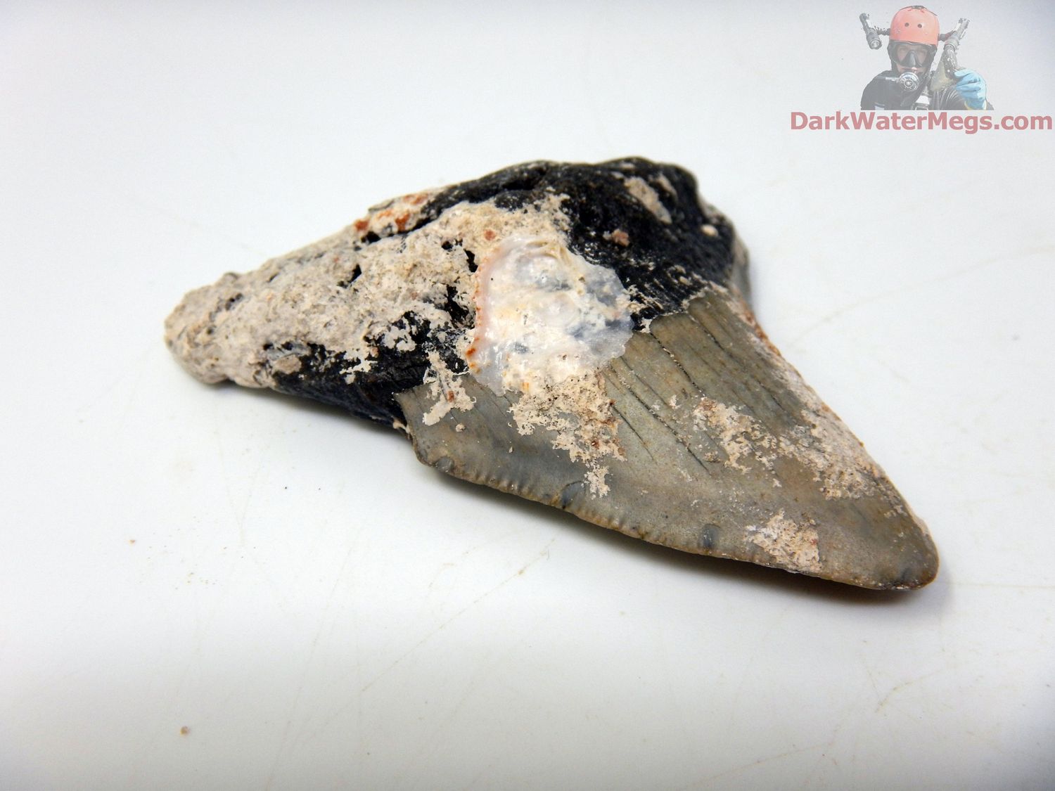 2.66&quot; uncleaned megalodon