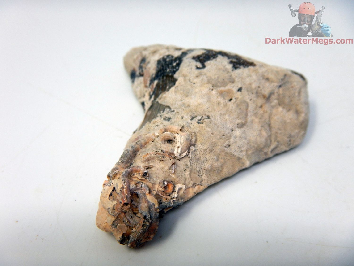 2.73&quot; uncleaned megalodon