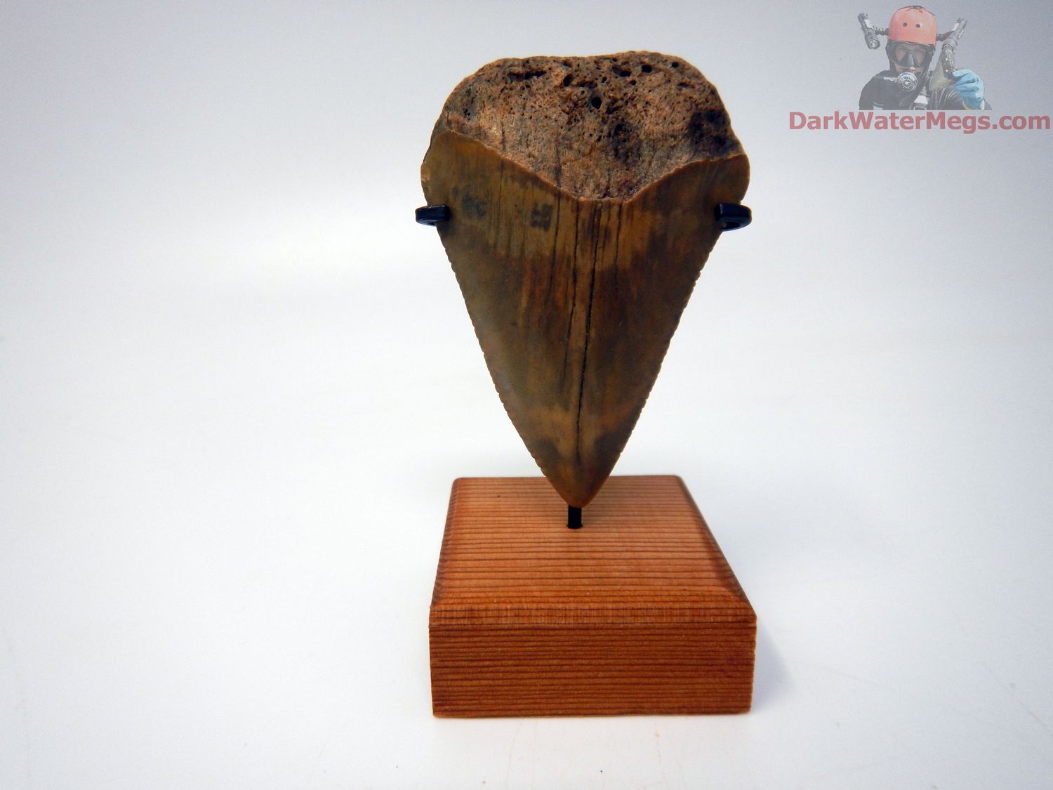 2.38&quot; large fossil great white with stand