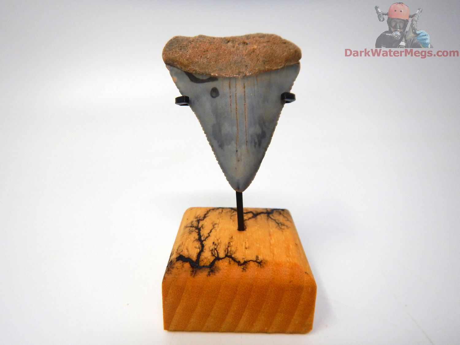1.74&quot; large fossil great white with stand