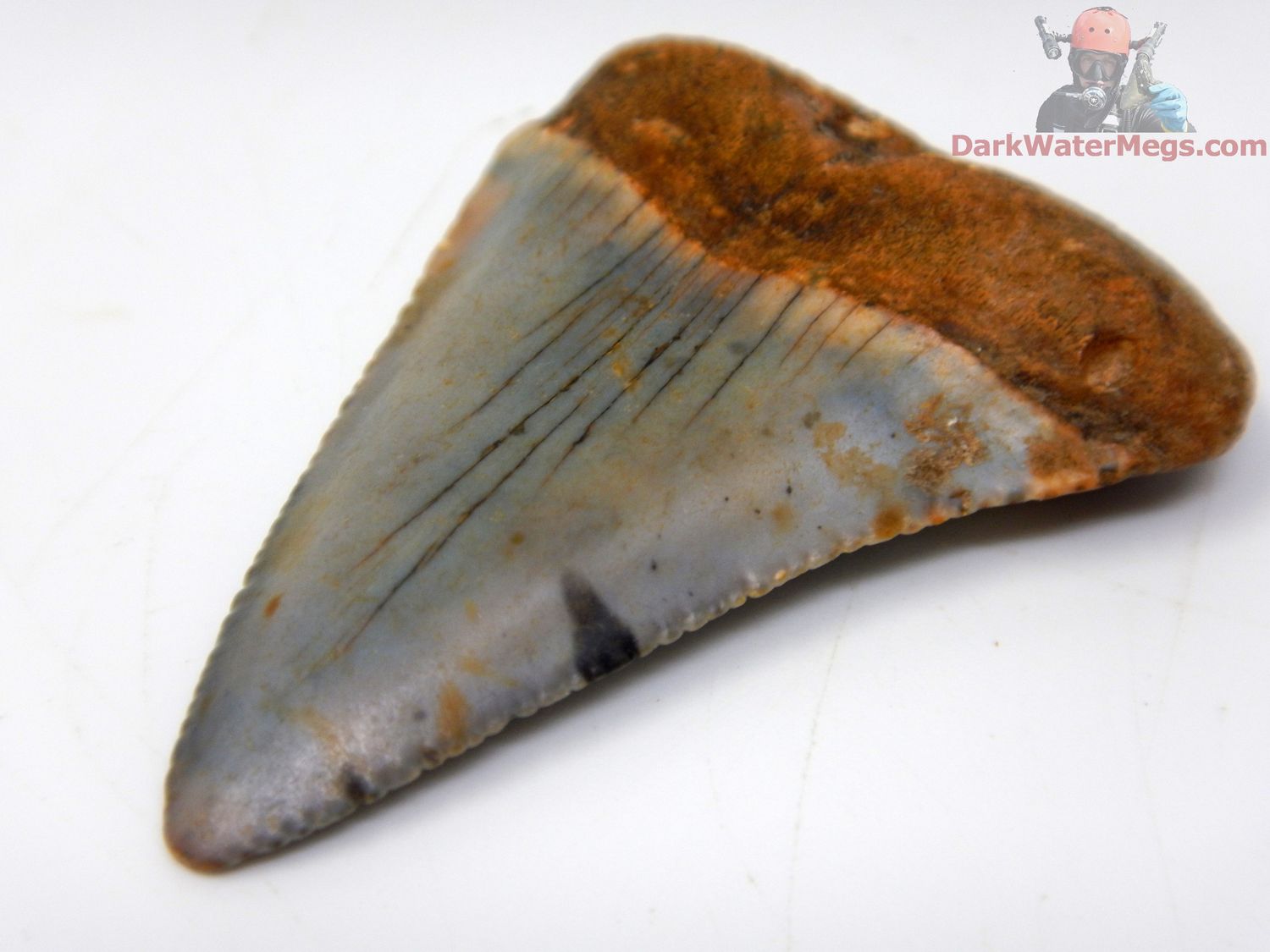 1.86&quot; nicely colored fossil great white