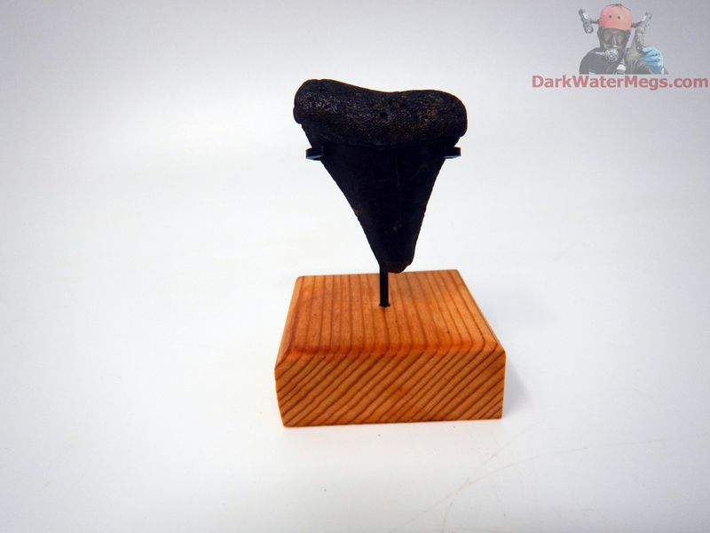 1.62" dark fossil great white with stand