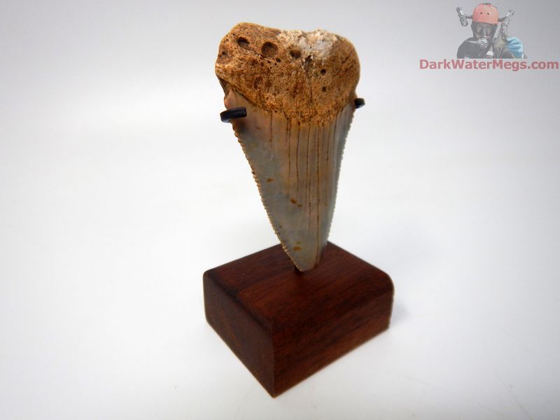 2.42" large fossil great white with stand