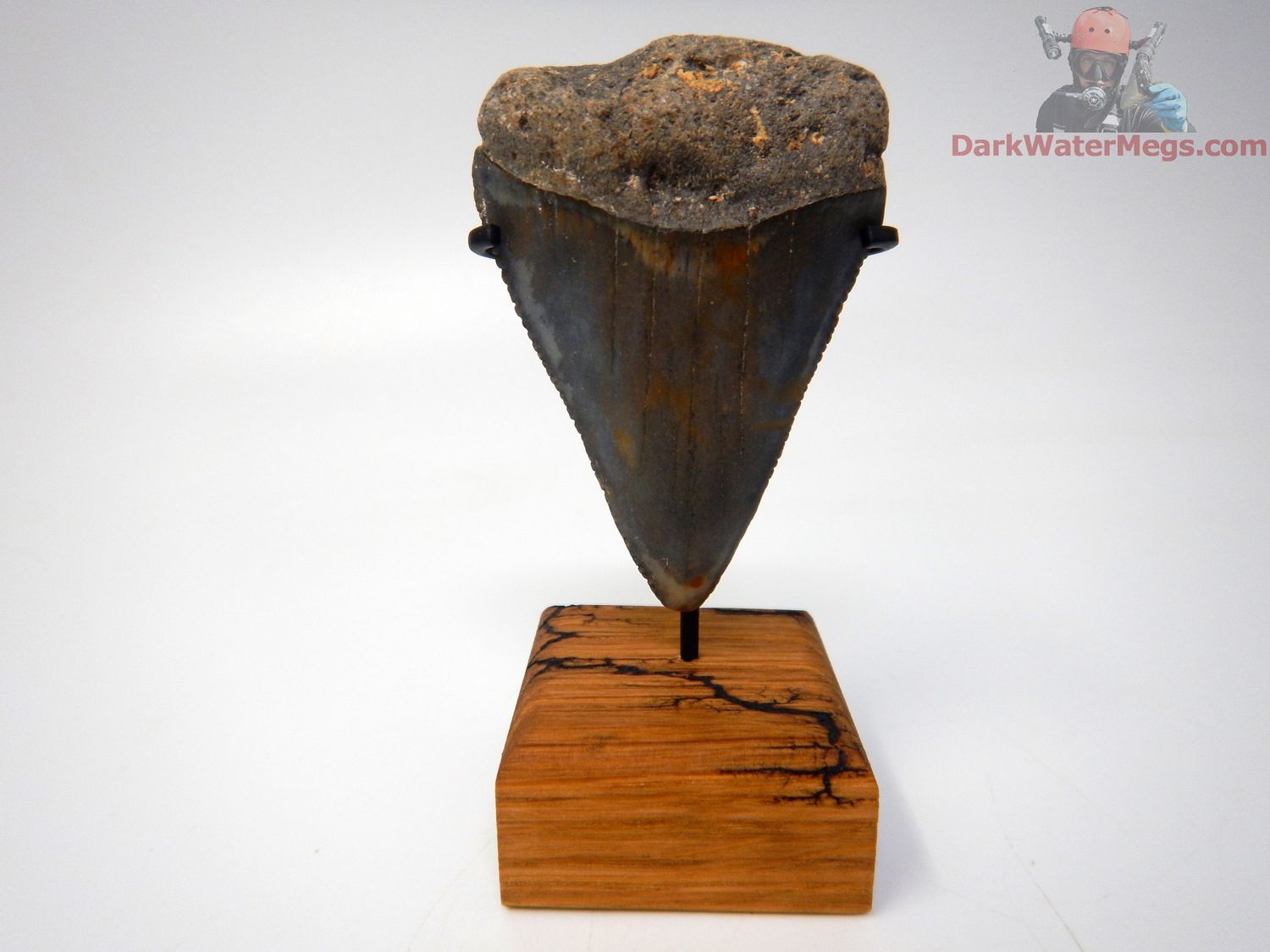 2.36&quot; large fossil great white with stand