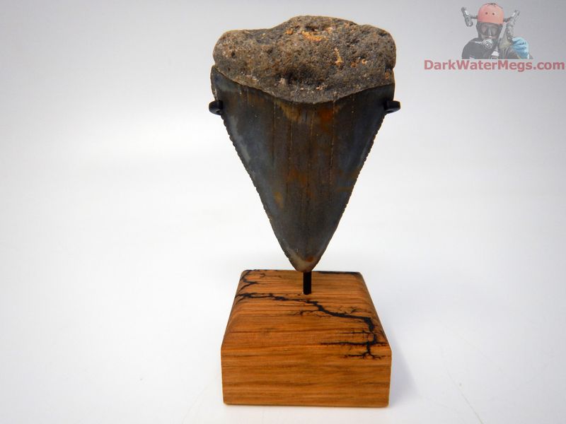 2.36" large fossil great white with stand