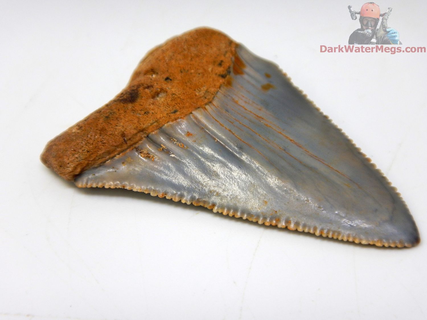 2.02&quot; nicely colored fossil great white