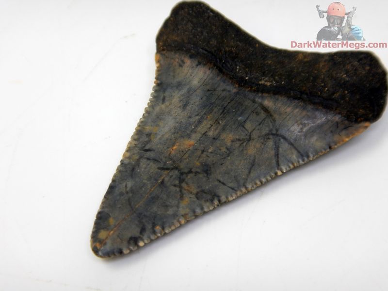 2.17" patterned blade fossil great white