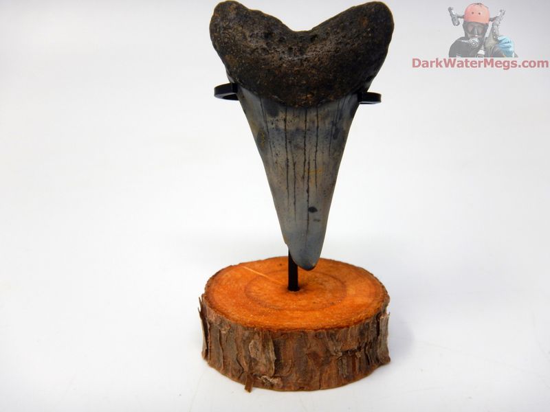 2.01" Long Fossil Mako Tooth