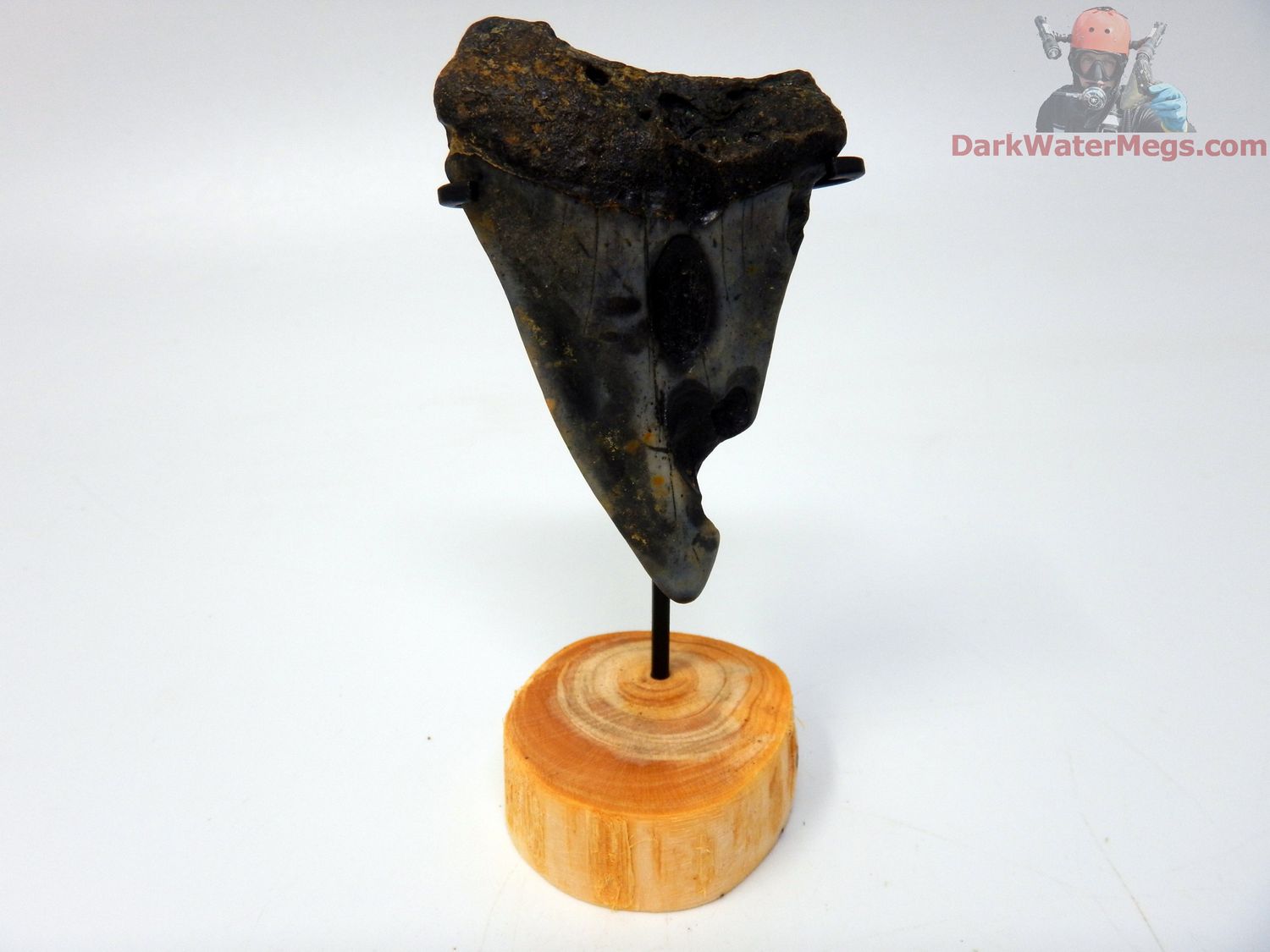 2.45&quot; Fossil Mako Tooth With  Stand