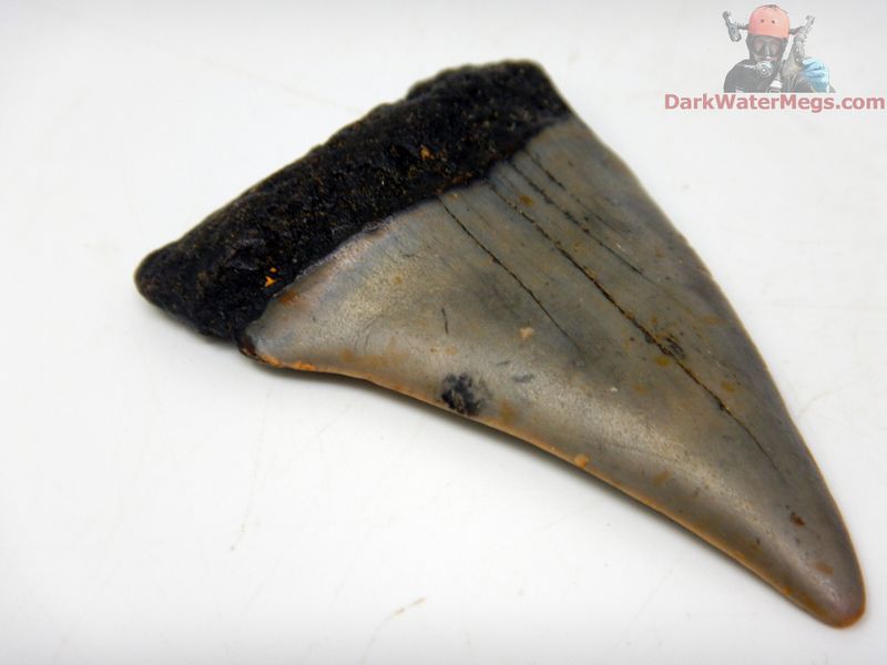 2.49" Large Fossil Mako Tooth
