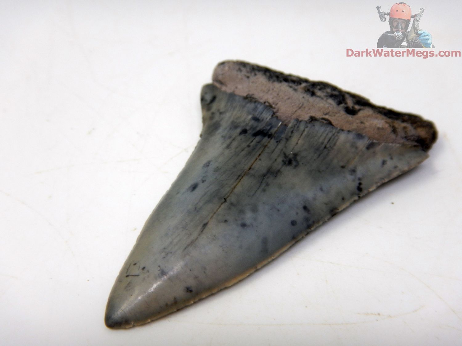 2.31&quot; Large Fossil Mako Tooth