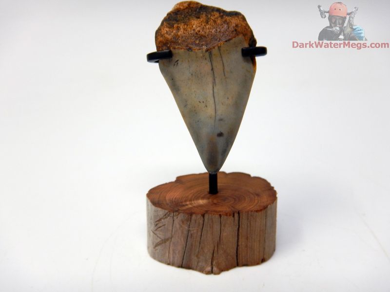1.52" Fossil Mako Tooth With Stand