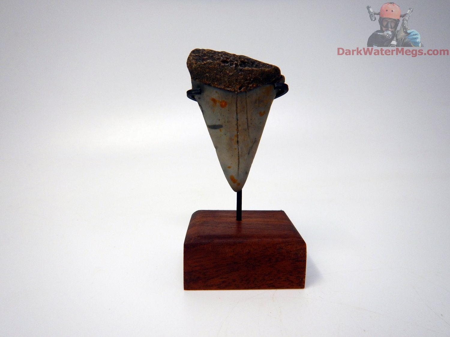 2.08&quot; Fossil Mako Tooth With Stand