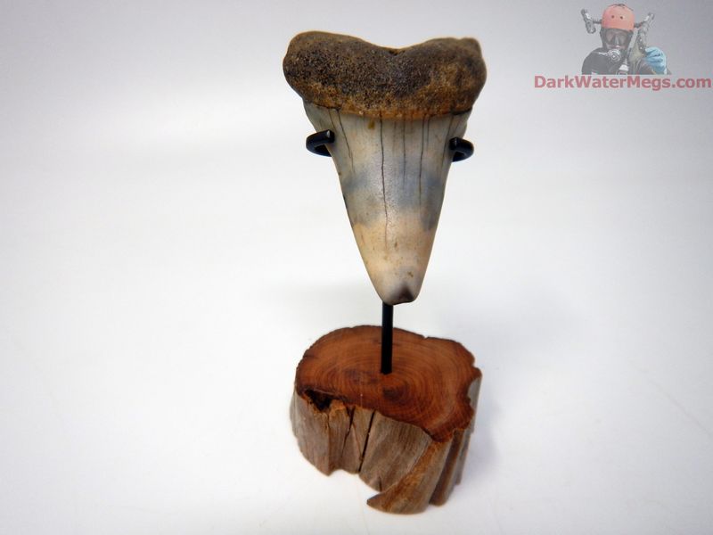 2.18" Fossil Mako Tooth With Premium Stand