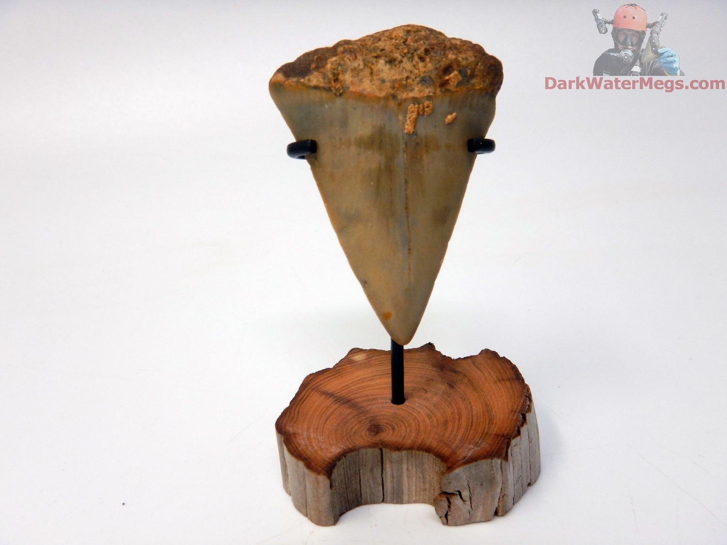 1.82&quot; Fossil Mako Tooth With  Stand