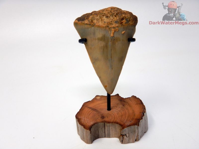 1.82" Fossil Mako Tooth With  Stand