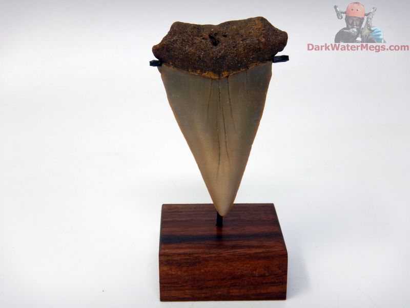 2.55" Large Fossil Mako Tooth with stand