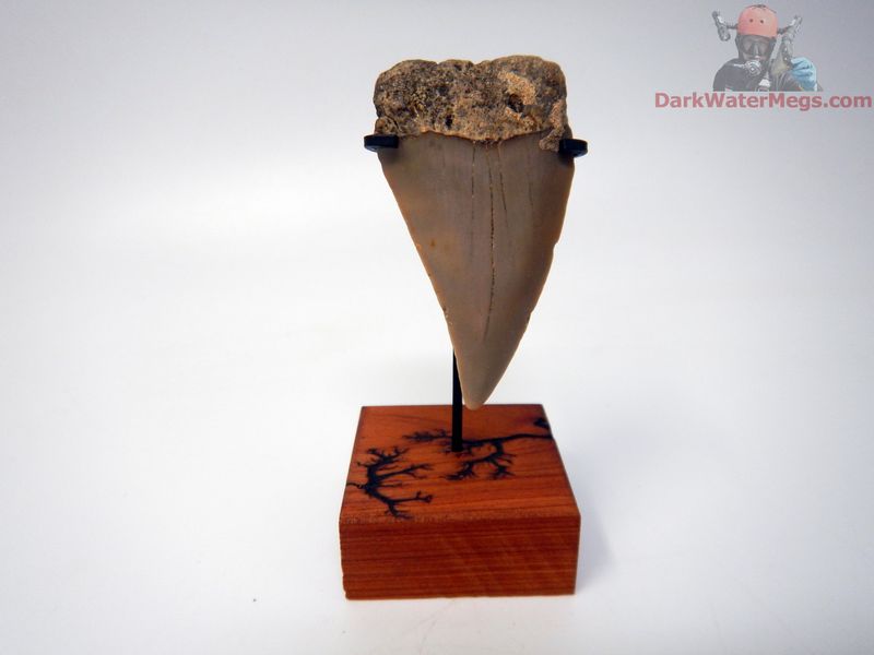 2.12" Fossil Mako Tooth With Premium Stand