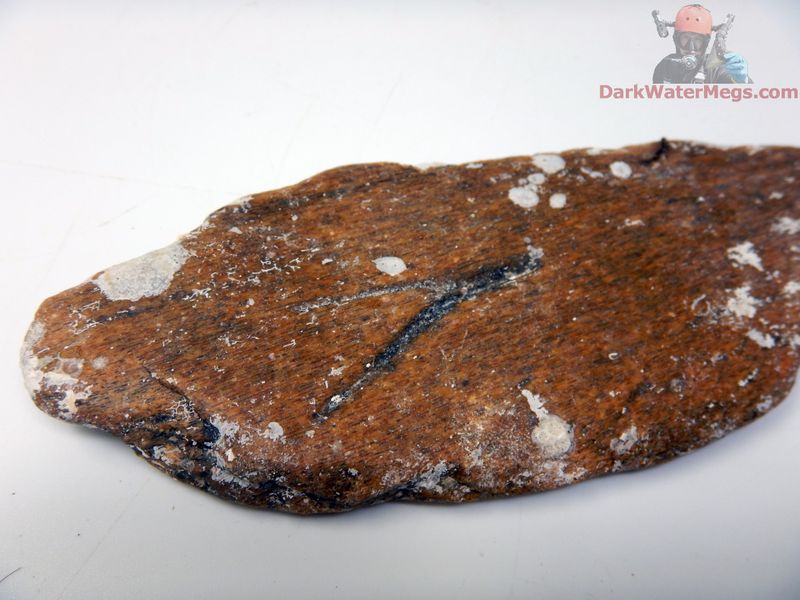 5.08&quot; tooth marked predated whale bone