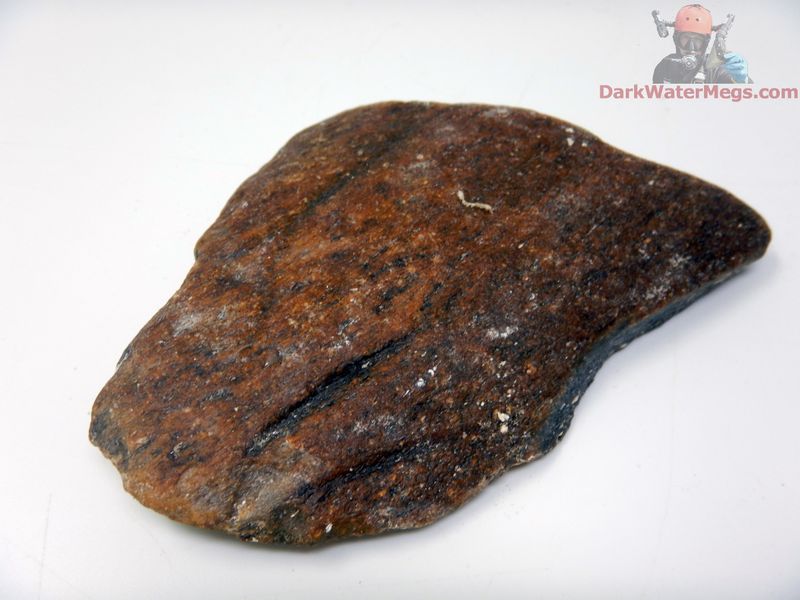 4.21&quot; tooth marked predated whale bone