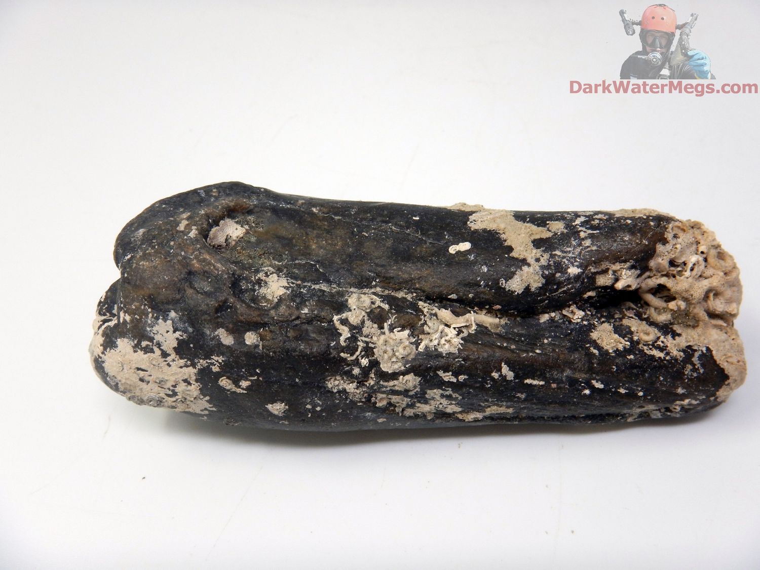 3.95&quot; uncleaned whale tooth