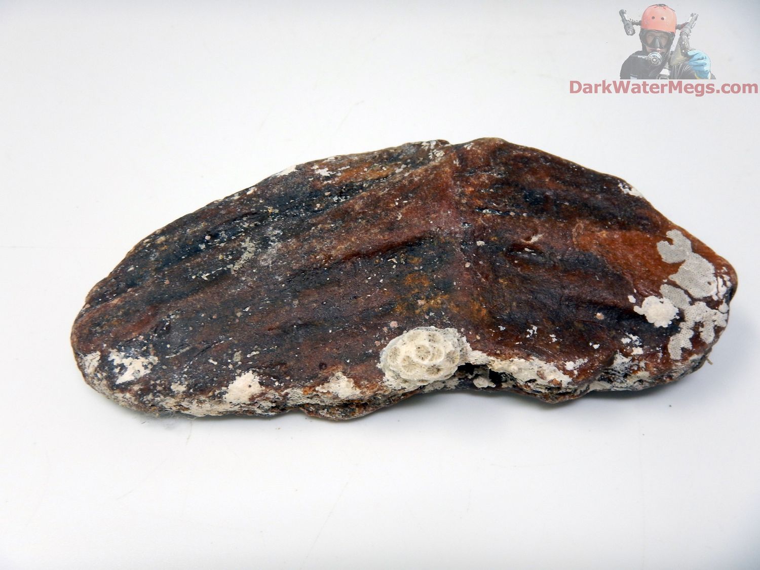 4.44&quot; Fossilized Fish Tail &quot;Tuna Tail&quot;