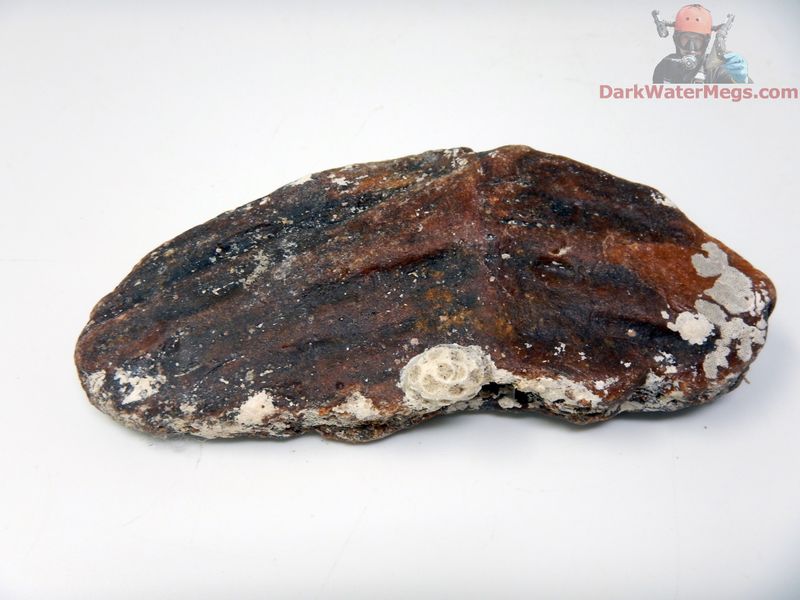 4.44&quot; Fossilized Fish Tail &quot;Tuna Tail&quot;