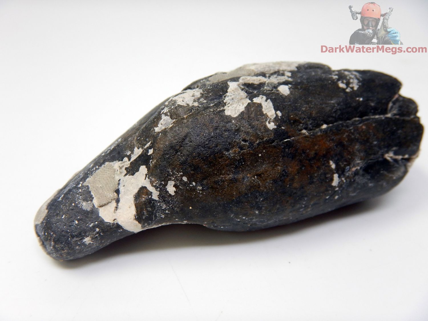 3.67&quot; uncleaned whale tooth