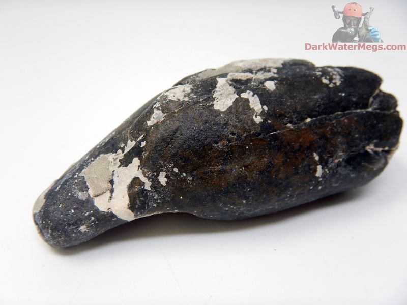 3.67&quot; uncleaned whale tooth