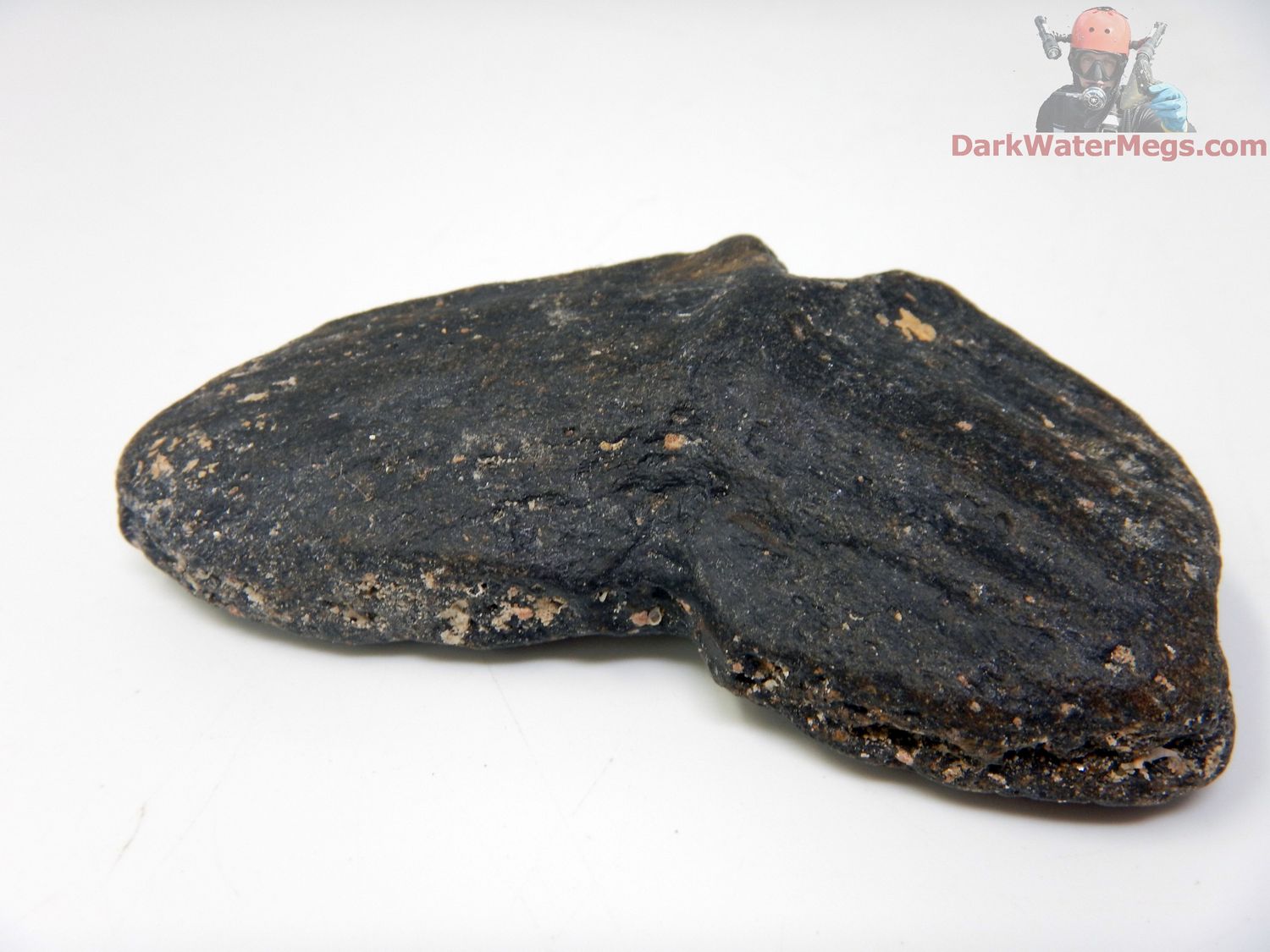 3.24&quot; Fossilized Fish Tail &quot;Tuna Tail&quot;