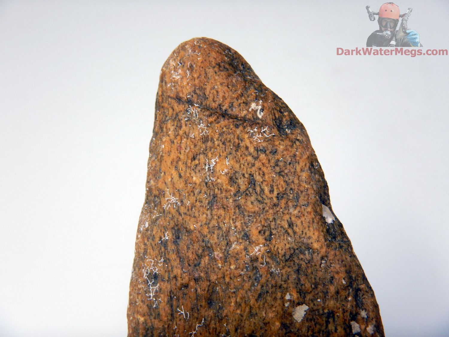 4.28&quot; tooth marked predated whale bone