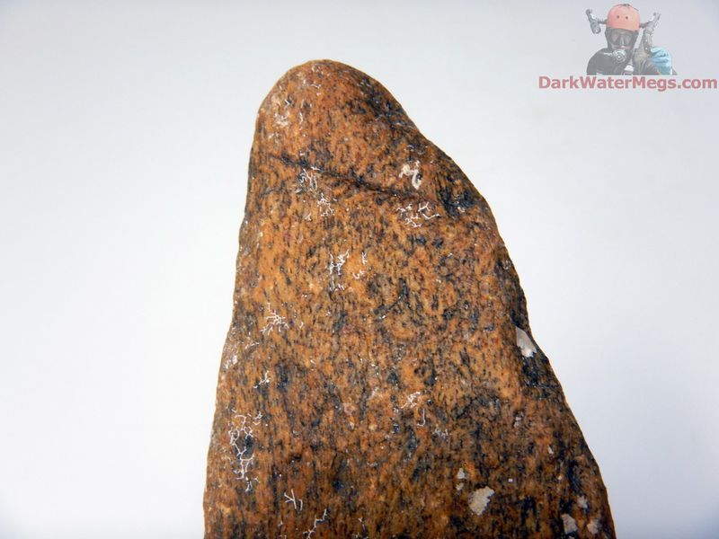 4.28&quot; tooth marked predated whale bone