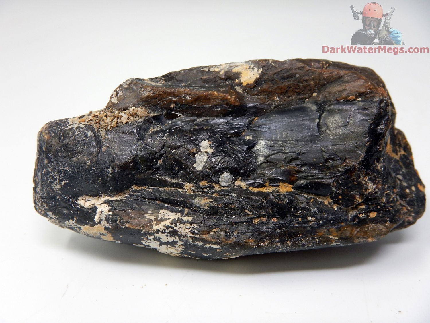 4.27&quot; uncleaned whale tooth