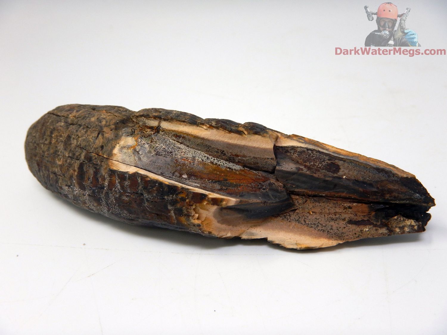 4.73&quot; whale tooth