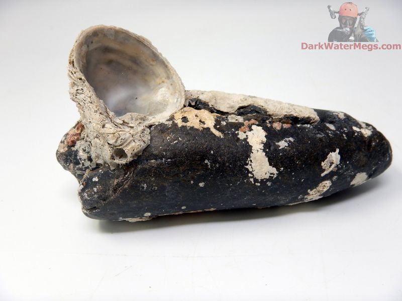 5.23&quot; wildly uncleaned whale tooth