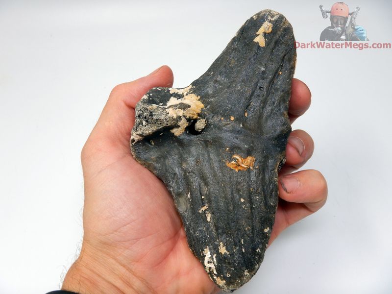 5.60&quot; Monster Fossilized Fish Tail &quot;Tuna Tail&quot;