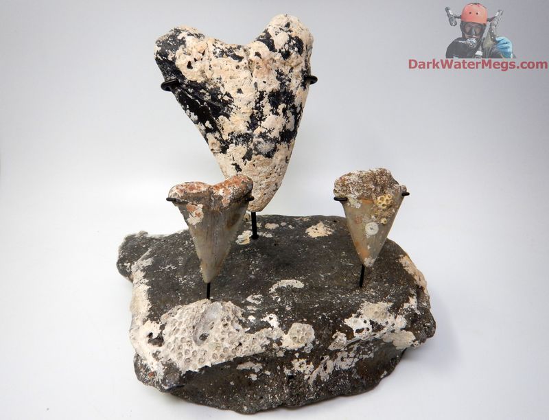 Uncleaned 2.09" Mako 5.04" Megalodon 2.22" Great White Ancient Predator Trio on Fossil Whale Vertebra Stand