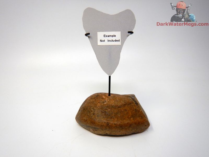 S / XS  Specialty Fossil Bone stand with metal upright -D4