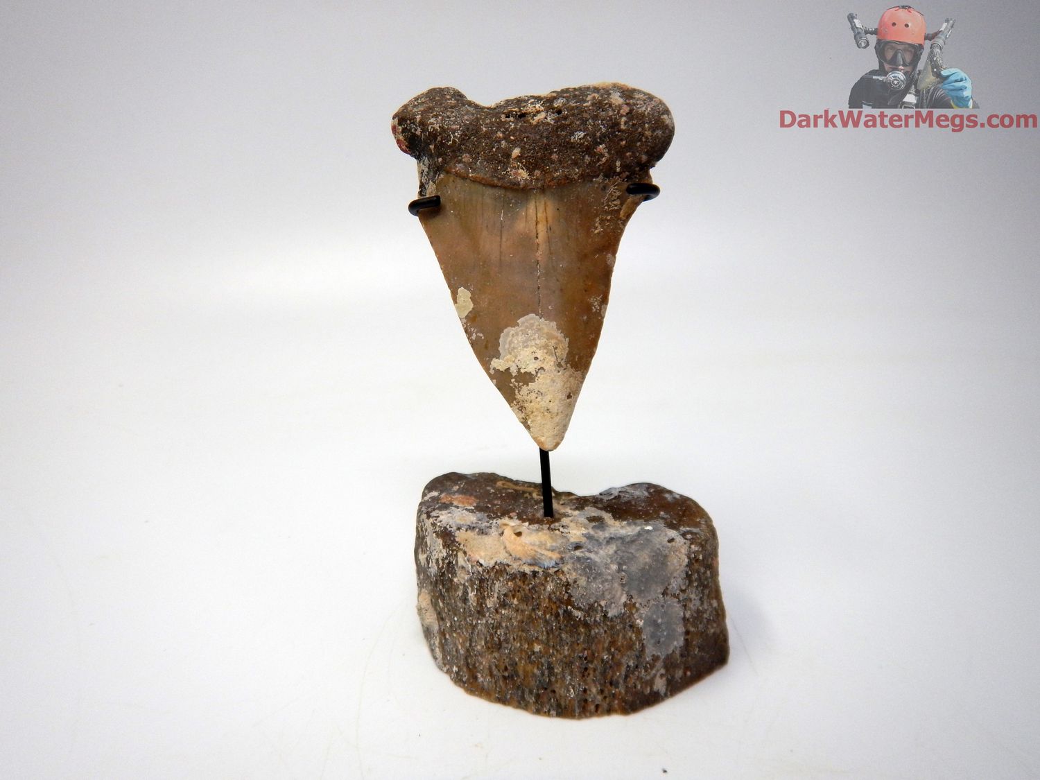 2.42" Fossil Mako Tooth With  Stand