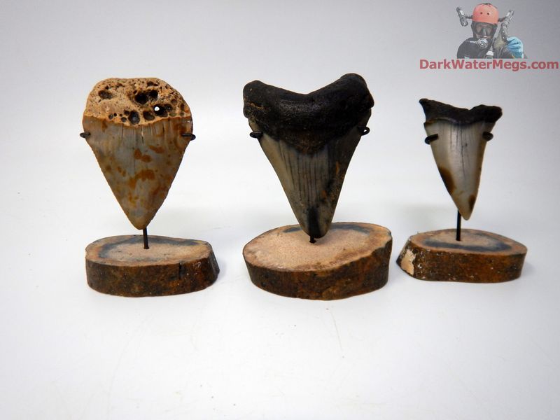 2.16" Mako 2.83" Megalodon 2.43" Great White Ancient Predator Trio on Fossil Whale Ear Bone Stands