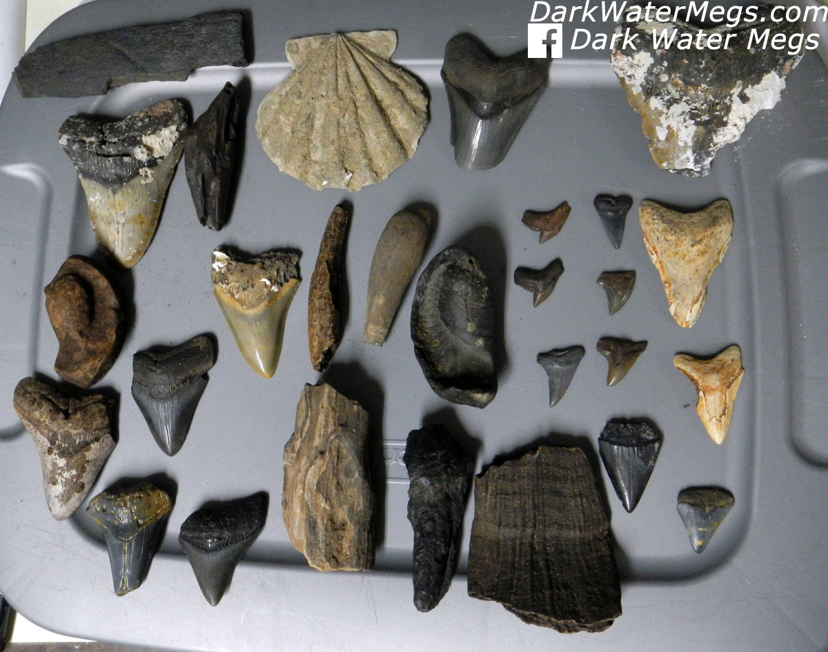 Variety of Different Fossils (1 Set)