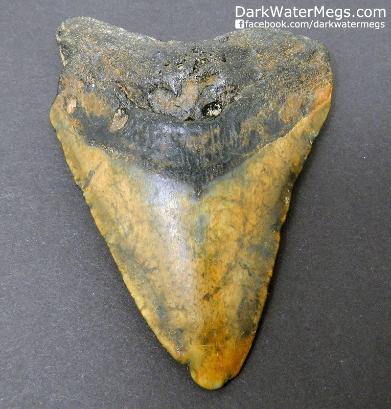 3.67" Orange and Black Megalodon Tooth