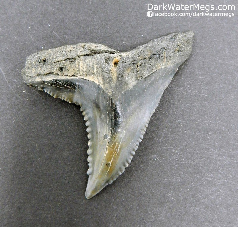 1.53" Skinny Hemipristis Serra Shark Tooth