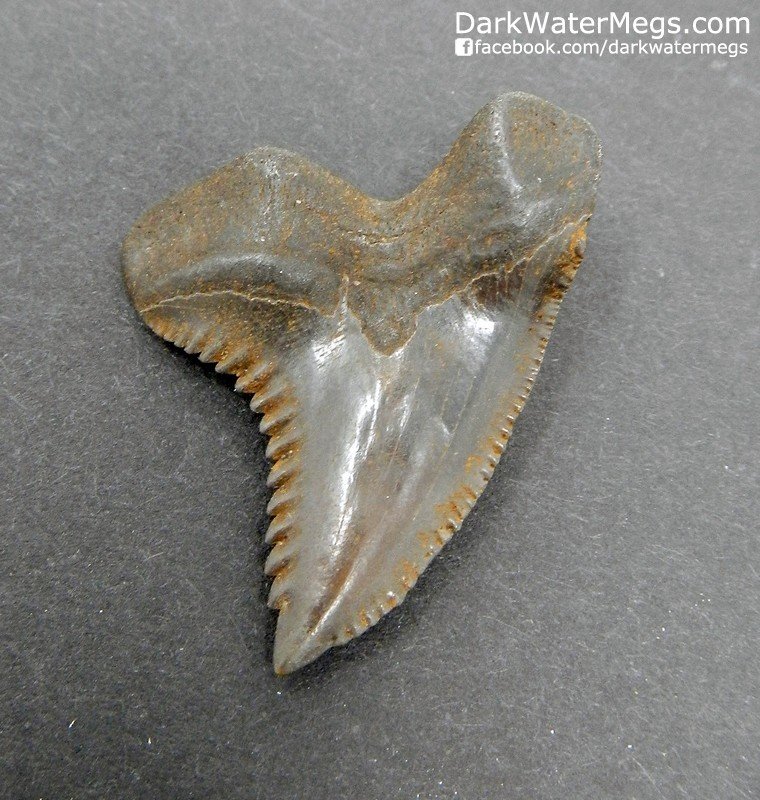 1.38&quot; Brown Snaggle Tooth