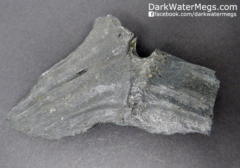 4.2&quot; Fossilized Fish Tail &quot;Tuna Tail&quot;
