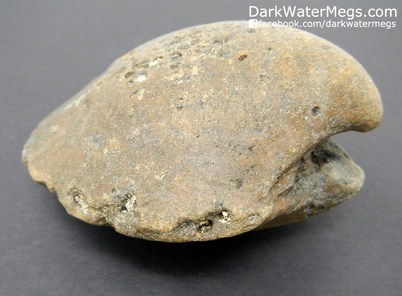 3.5&quot; Fossilized Bivalve Center or &quot;Fossil Clam Core&quot;