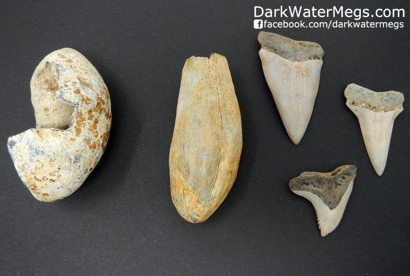 Set of white fossils.  Whale Tooth, Whale Ear, Makos, Hemi