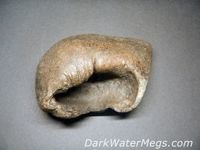 Whale Inner Ear Bones