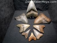 Megalodon Teeth