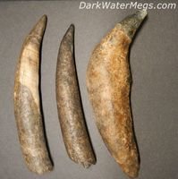 Whale Teeth